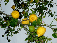 LA VILLA TRA I LIMONI IN SICILIA